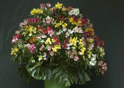 g6/39/331339/3/85895136.GjbVkQF1.jpg