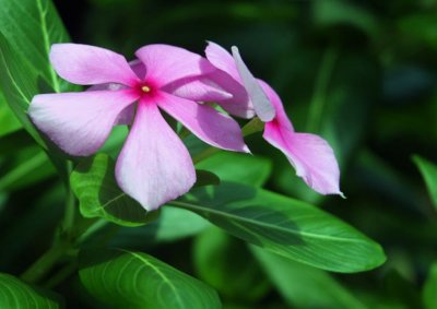 Mad about Flowers