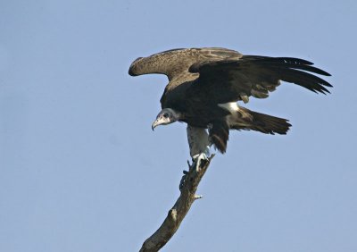 Hooded Vulture, Necrosyrtes monachus.