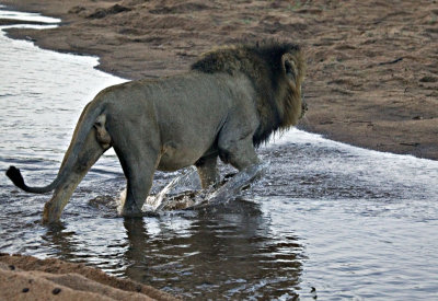 Male Lion Crossing the Sabi River