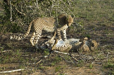 Cheetahs Playing