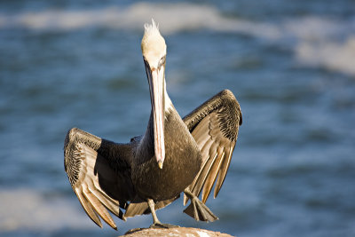 Pelican