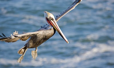 Pelican