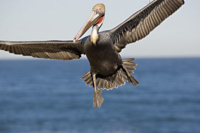 Pelican