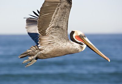 Pelican