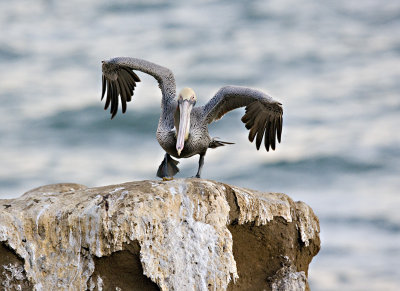 Pelican