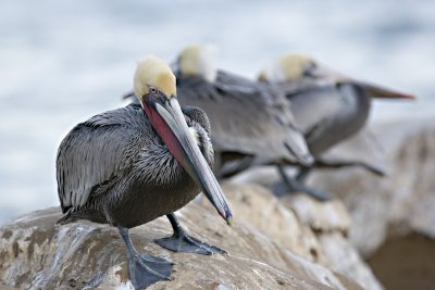 Pelicans