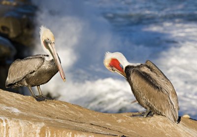 Pelicans