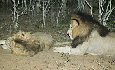 Male Lions At Night