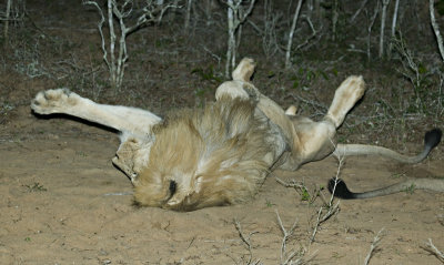 Male Lion At Night