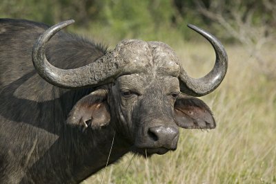 Cape Buffalo