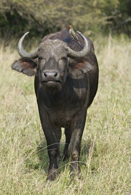 African Buffalo and Oxpecker