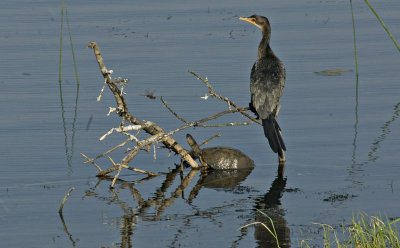 Terapin and Reed Cormorant