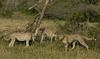 Three Male Cheetah