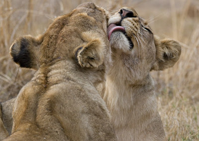 Lionesses Grooming