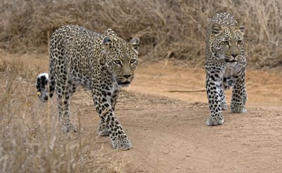 Mother And Daughter Leopard