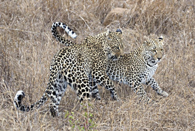 Mother and daughter Leopard