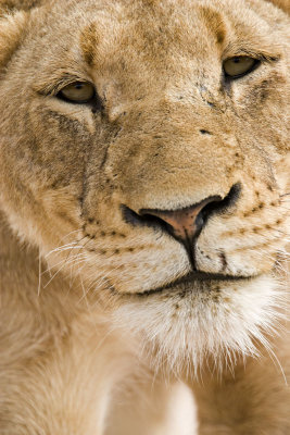 Lioness Face