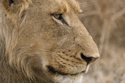 Young Male Lion Profile