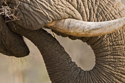 Elephant Eating Close Up