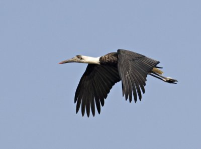 Whooly Necked Stork