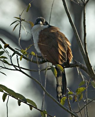 Burchells Coucal