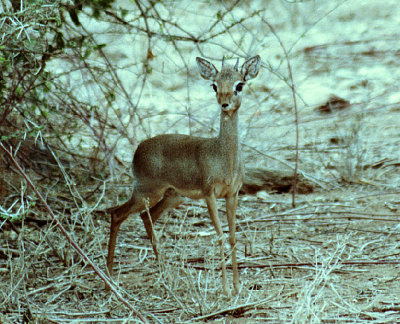 Male DiK Dik