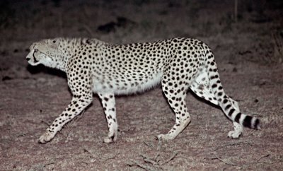 Cheetah at night