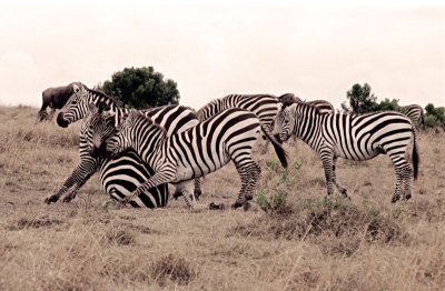 Zebra Horse Play