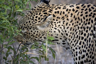 Male Leopard Sniffing Bush