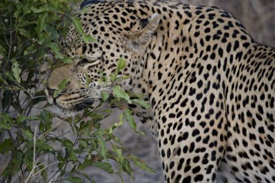 Male Leopard Sniffing Bush - Sand River Male