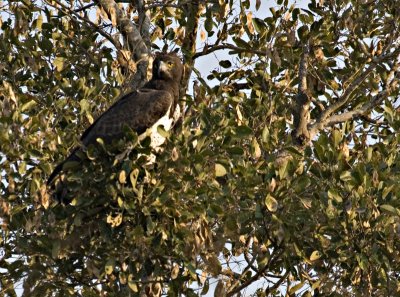 Martial Eagle