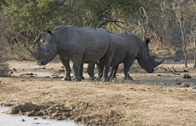 Rhino Defensive Posturing