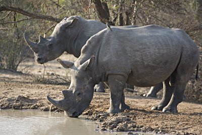 Rhinos Drinking