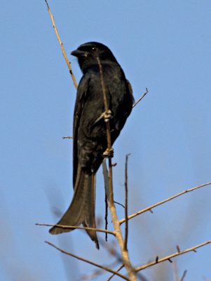 Fork Tail Drongo