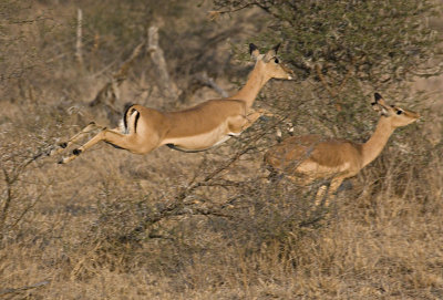 Impala Leaping