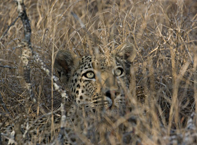 Leopards of Lion Sands