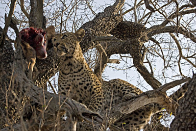 Male Leopard Kill