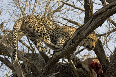 Male Leopard Kill