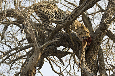 Male Leopard Kill