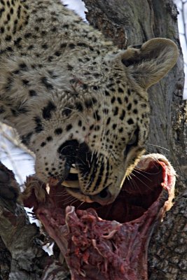 Leopard kill