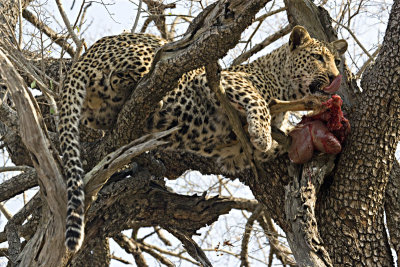 Leopard kill