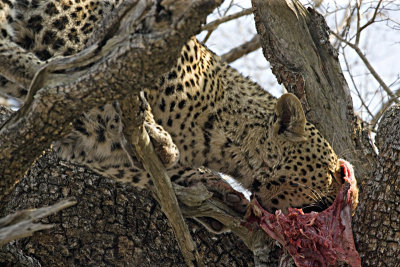 Male Leopard Kill