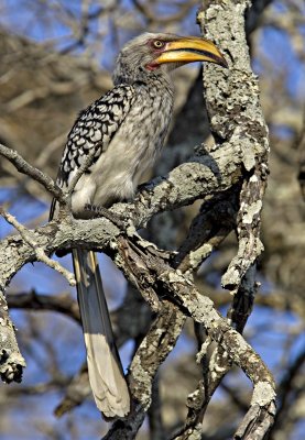 Yellow Billed Hornbill