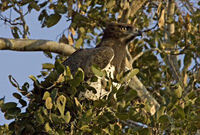 Martial Eagle