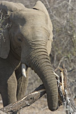 Elephant Snapping Tree