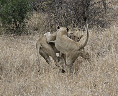 Lionesses Playing