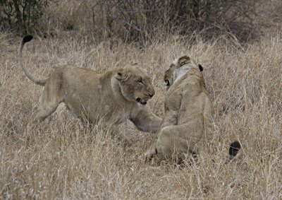 Lionesses playing
