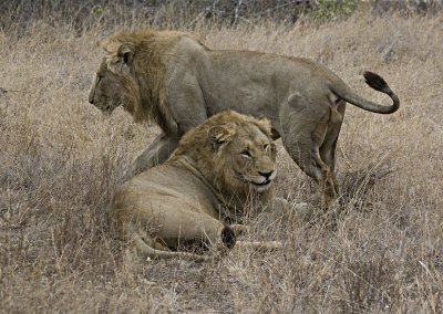 Male Lions
