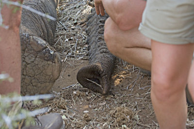 Elephant Rescue